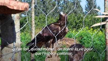 En Tunisie, des passionnés aident des rapaces à retrouver la vie sauvage