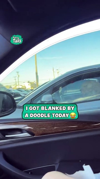 Dog refuses to look at stranger in car 😂