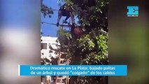 Dramático rescate en La Plata bajada paltas de un árbol y quedó colgado de los cables