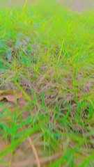 My village so beutifull