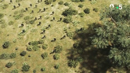 Science grand format - Nos ancêtres les hominidés