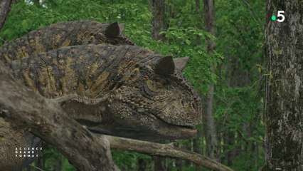 Science grand format - L'autre monde des dinosaures
