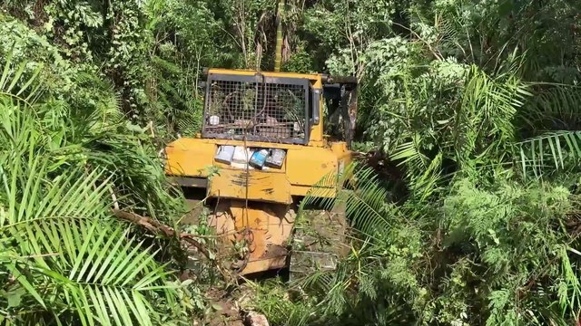 D6R XL Bulldozer Clears Plantations From Bushes To Clean Soil