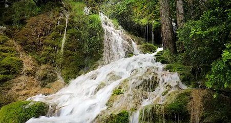 The Circle of Life: How Forest Animals Survive in the Wilderness