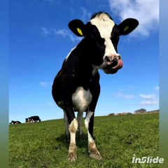 Las Vacas Lecheras 🐄🐄🐄🐄🐄