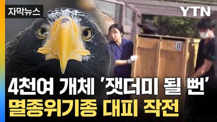 [자막뉴스] 멸종위기종 '산불 코앞에'... 전례 없던 대피 작전 / YTN