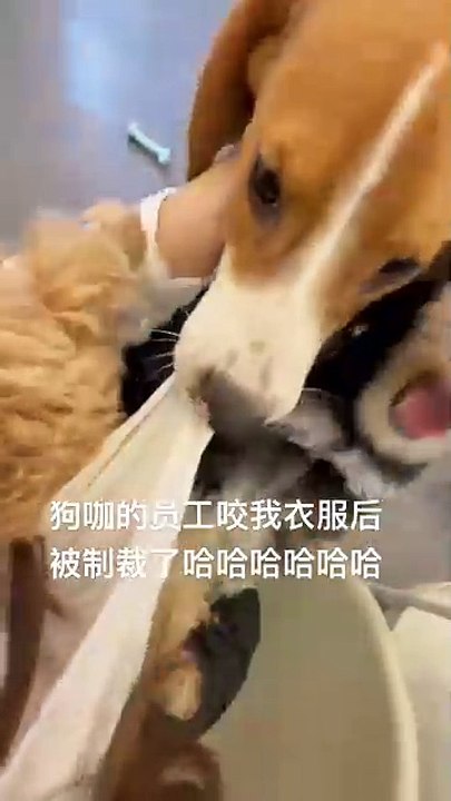 funny dog