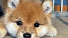 Kelpie puppy