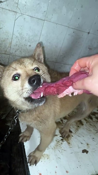 I ate a lot, but I didn't eat anything at all. Chinese Farm Dog