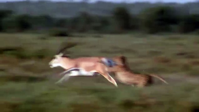 Les cornes mortelles de la gazelle de Grant