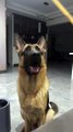 German Shepherd Dog #dog's daily life