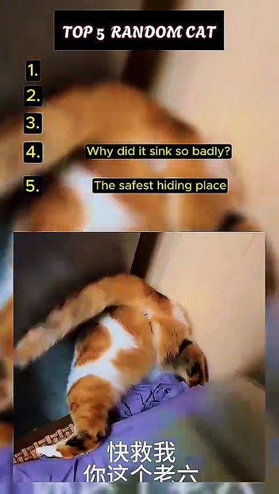 Funny Cat Moment