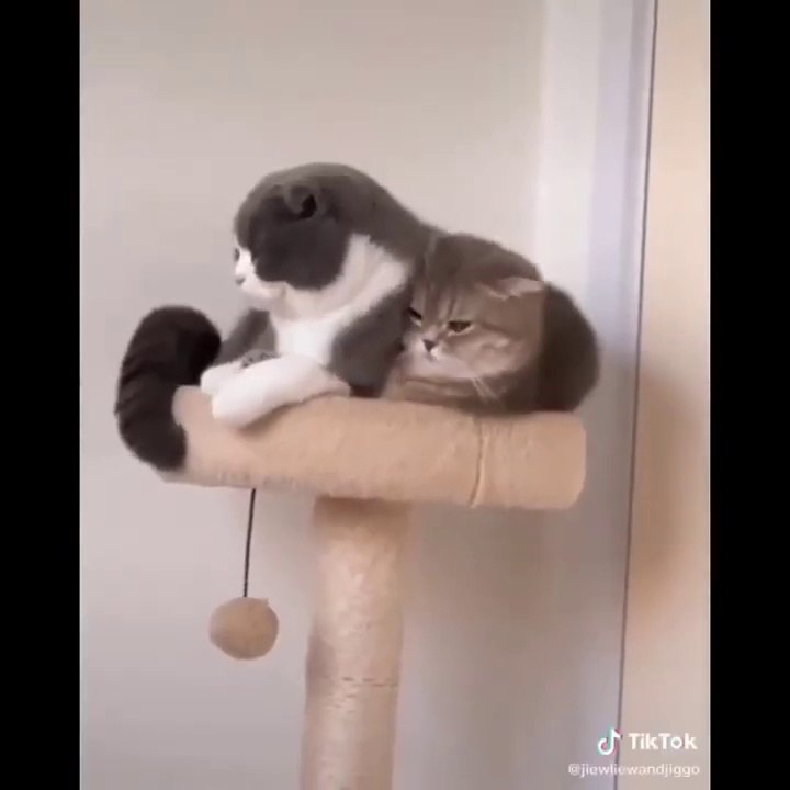 Funny videos (funny cats)  فيديوهات مضحكة (القطط المرحة )