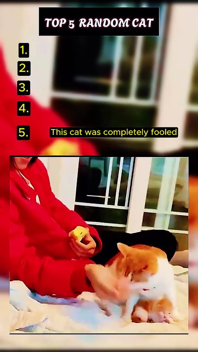 Top 5 Stupid Cat Moment