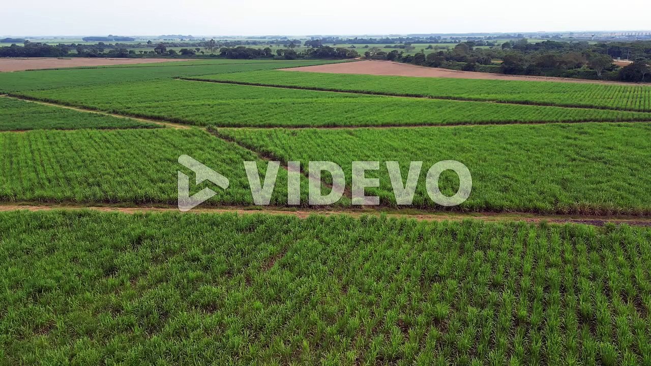 Aerial of sugar cane crops in valle del cauca colombia