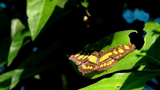 14 mil especies de mariposas ponen a Costa Rica como imán para tráfico ilegal de especies