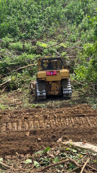 D6R XL Bulldozer Cleans Oil Palm Plantations Faster