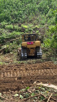 D6R XL Bulldozer Cleans Oil Palm Plantations Faster