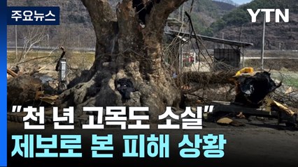 제보로 본 피해 상황..."천 년 고목도 소실" / YTN