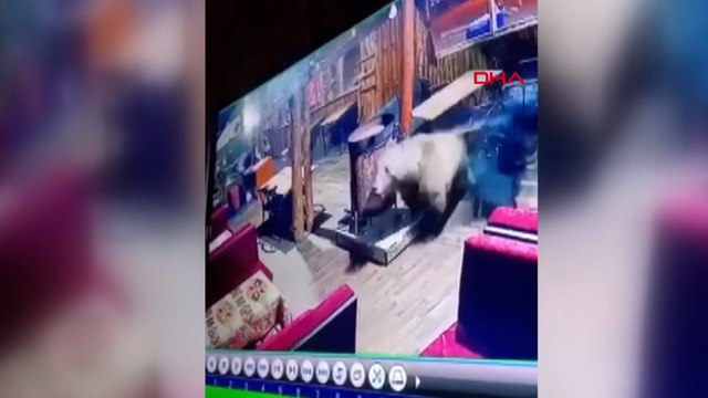 Camları kırıp restorana giren ayı, masaları devirip kaçtı; o anlar kamerada