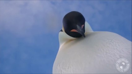 Dos pingüinos curiosos encuentran una cámara y el resultado es adorable