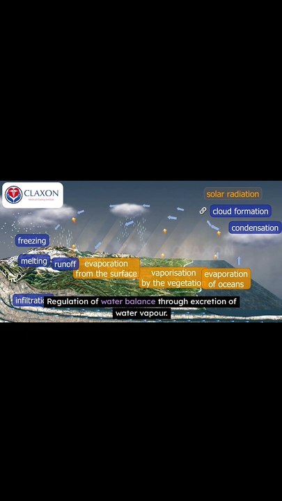 ✅ Respiratory System Explained | How Lungs Work to Keep You Alive 🌬️
