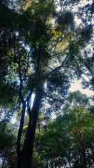 Hillvalley Farmhouse - Budget stay in nelliyampathy