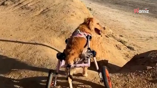 Il emmène son chien handicapé à la plage : la joie de l’animal émeut plus de 1M d’internautes