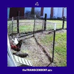 TRANSCENDENT this Two are affectionate animals.! theTRANSCENDENTorg #thetranscendent