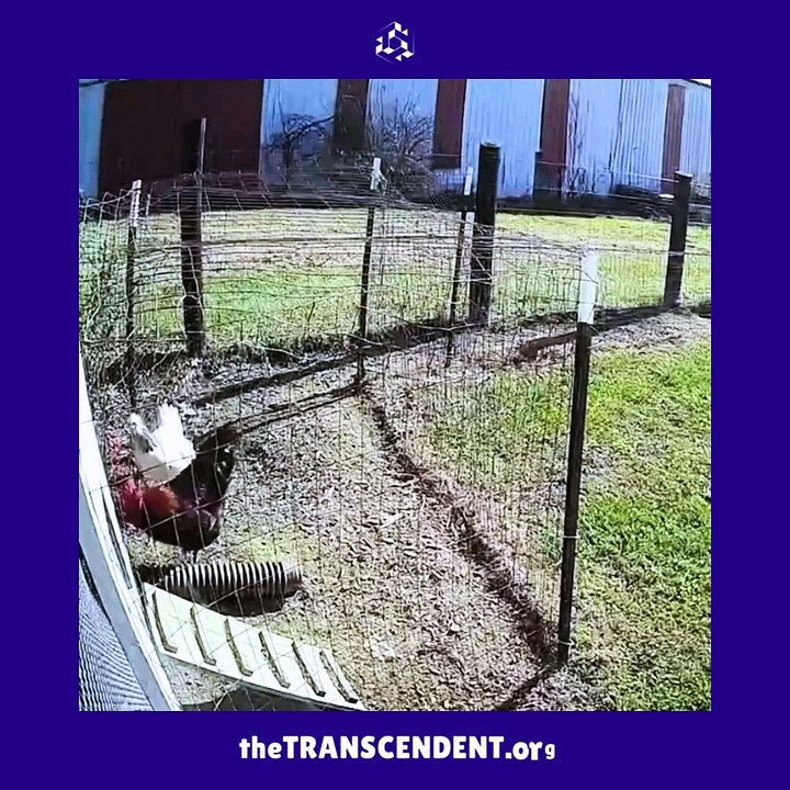TRANSCENDENT this Two are affectionate animals.! theTRANSCENDENTorg #thetranscendent
