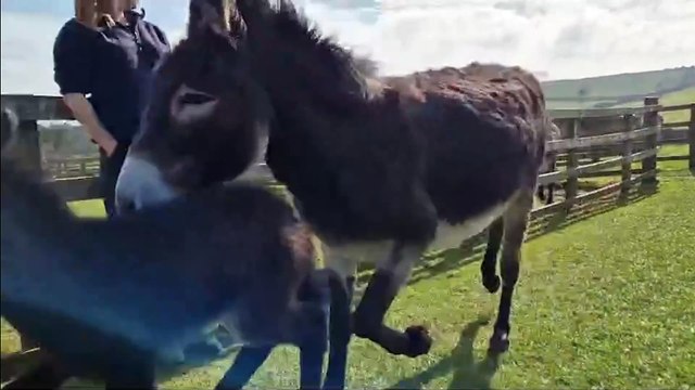 Neglected donkey rescued from abattoir gives birth to healthy foal