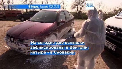 В Венгрии зафиксирована новая вспышка ящура после обнаружения в Словакии