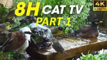 Cat TV For Cats To Watch Hypnotic Bird Watching for Curious Cats - CatTV Central PART 1