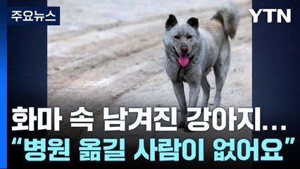 화마 속 홀로 남겨진 강아지..."병원 옮길 사람이 없어요" / YTN