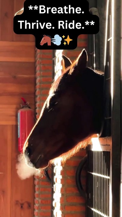 🐴💨 Breathe Easy – A Healthy Horse Respiratory System! 💨🐴