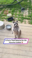 Polite Raccoon Walks Up Like a Human for a Snack!  | Heartsome 💖