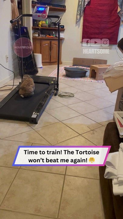 This Bunny’s Treadmill Skills Will Make Your Day! 🐰😂 || Heartsome 💖