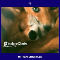 Two are affectionate animals.! the transcendent