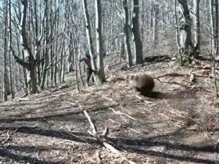 Mann wehrt wütenden Bären mit Axt ab