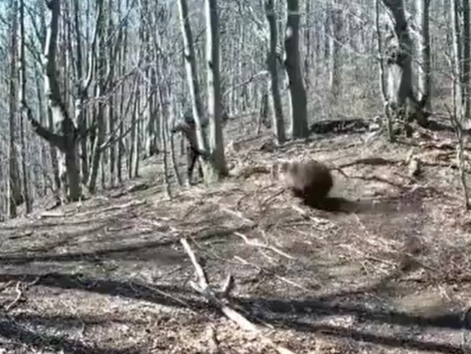 Mann wehrt wütenden Bären mit Axt ab