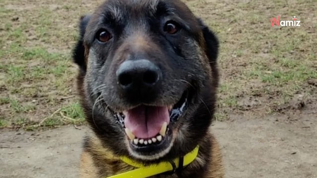 Malgré une vie à l'attache, ce chien de 8 ans est plein d'amour et attend impatiemment des humains à qui le donner