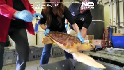 Meeresschildkröten im Atlantischen Ozean vor Florida freigelassen