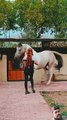 _horselover _horselov _upsc _يوميات_ترند _usa _youtubeshorts _shortvideo _ترند_خيل _خيل _horse(720P_HD)