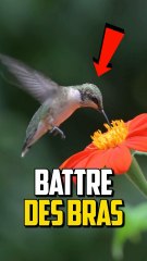 PEUX TU VOLER EN AGITANT TES BRAS ?!