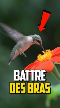 PEUX TU VOLER EN AGITANT TES BRAS ?!