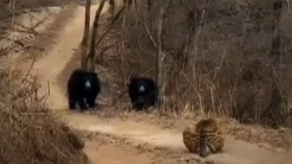 रणथंभौर में रोमांचक मुठभेड़, टाइगर और भालू का वीडियो