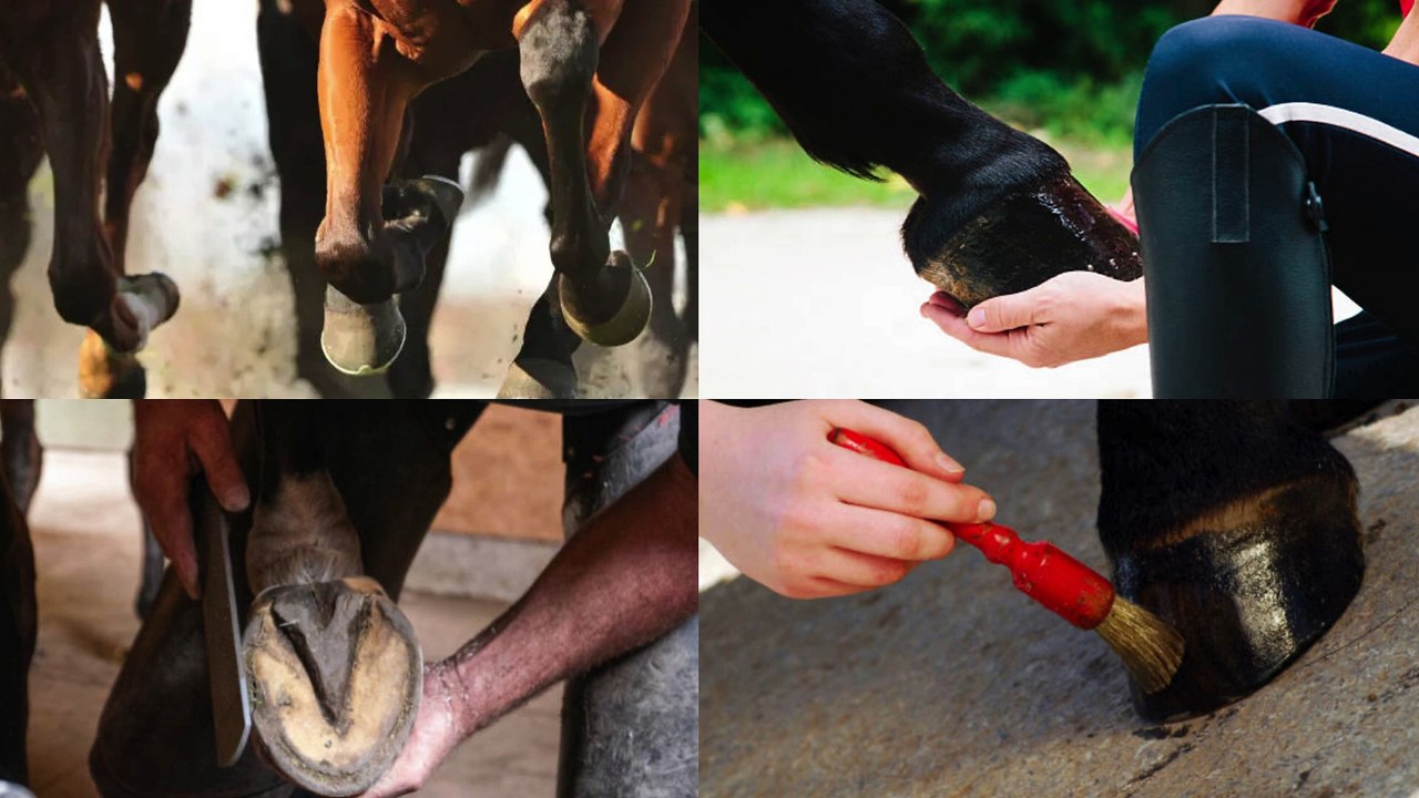 STOP!🚨80% of Horses Suffer Because of THIS!(Hoof Care Secret REVEALED!)