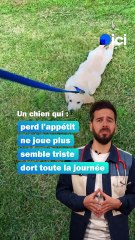 Votre chien fait peut-être une dépression