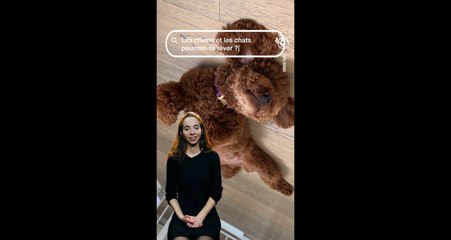 Les chiens et les chats peuvent-ils rêver ?