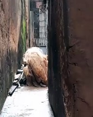 Cão é resgatado desnutrido, ferido e com pelo endurecido em Fortaleza; tutora é presa